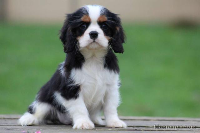 chiot cavalier king charle disponible 