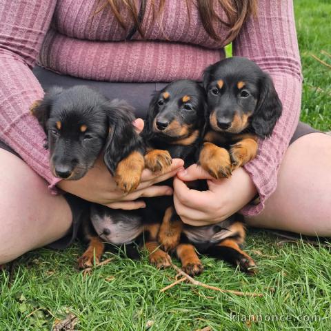 chiot Teckel disponible pour adoption 