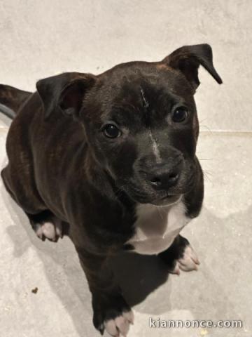 Chiot Staff disponible pour adoption 