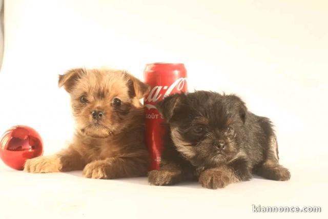 Chiot pomsky a donner 