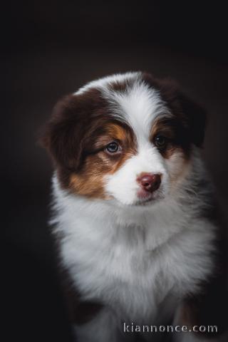 chiot berger australien disponible pour adoption 