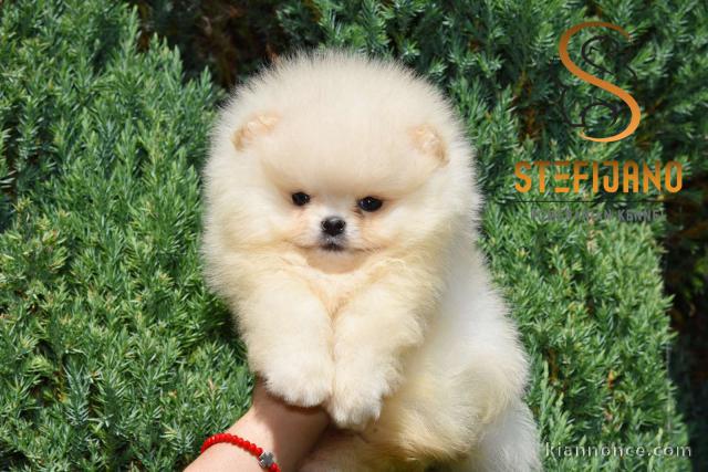 Pomeranian BOO – Chiots de qualité supérieure