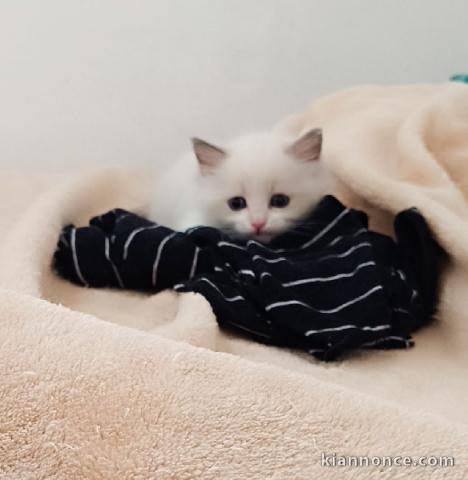 magnifique chaton ragdoll femelle 