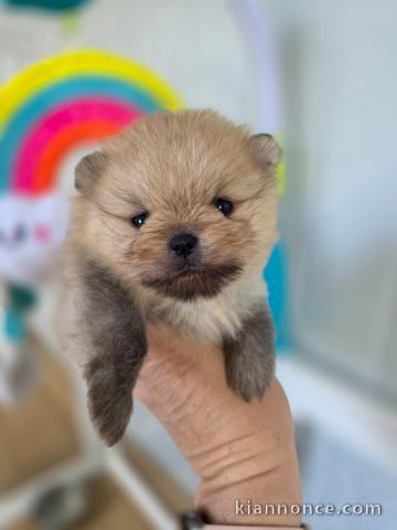 chiot spitz allemand 