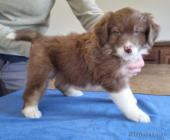 magnifique chiot berger australien disponible 