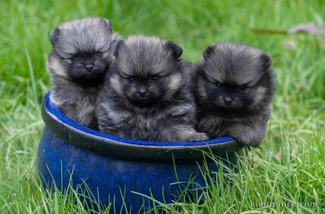 annonce chiot spitz allemand race pure 