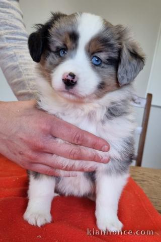 magnifique chiot berger australien disponible 