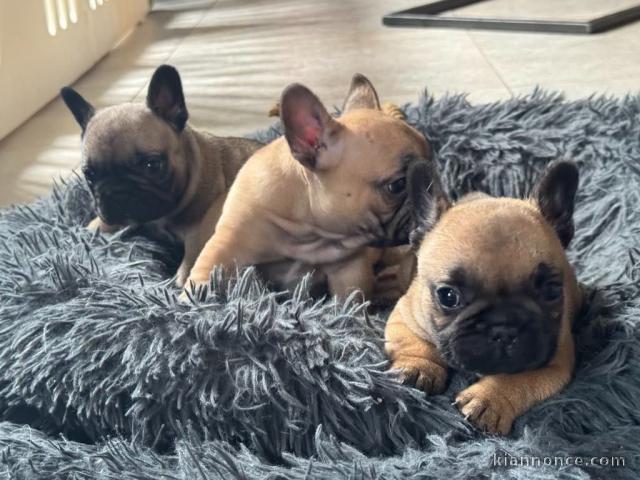 Dons chiot bouledogue français 