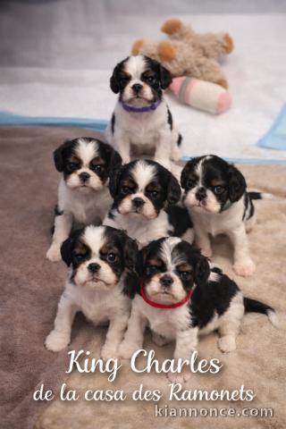 chiot cavalier king charle femelle et mâle a donner 