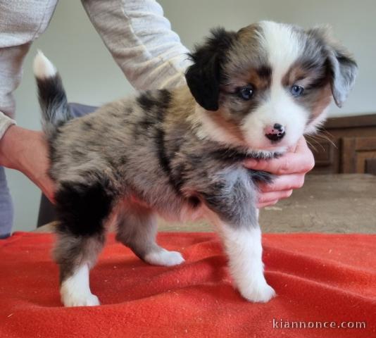 Chiot berger australien disponible 