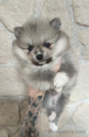Chiot spitz allemand disponible 