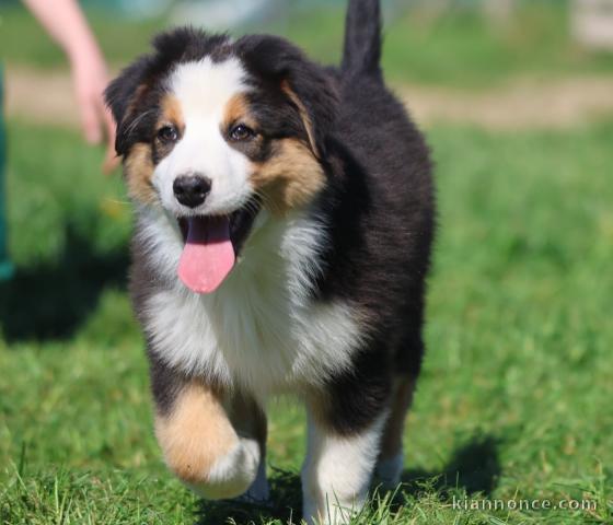 chiot berger australien disponible pour adoption 