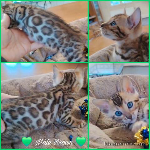 chaton Bengal disponible pour adoption 