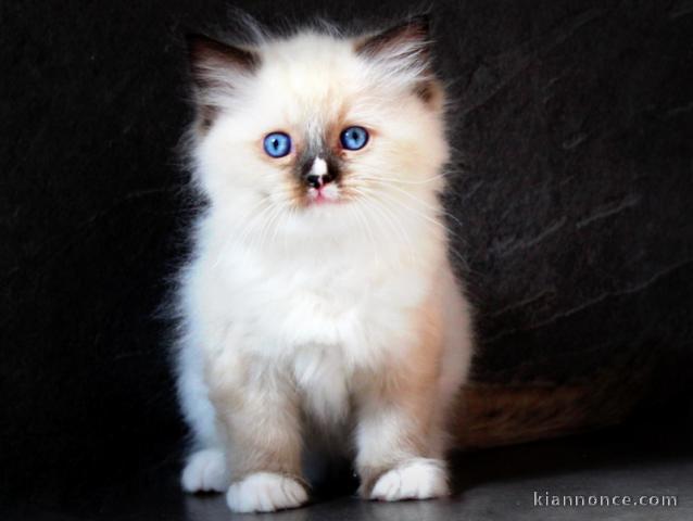 chaton ragdoll à donner 