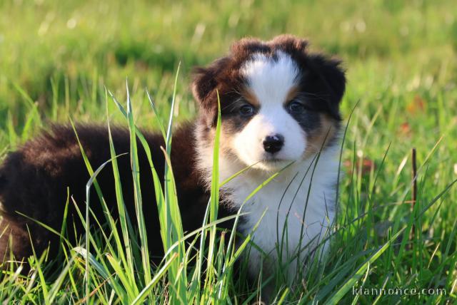 magnifique chiot berger australien à réserver 