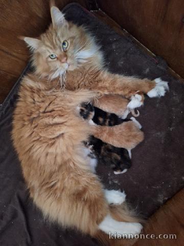 magnifique chaton maine coon 