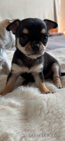 chiot chihuahua disponible pour adoption 