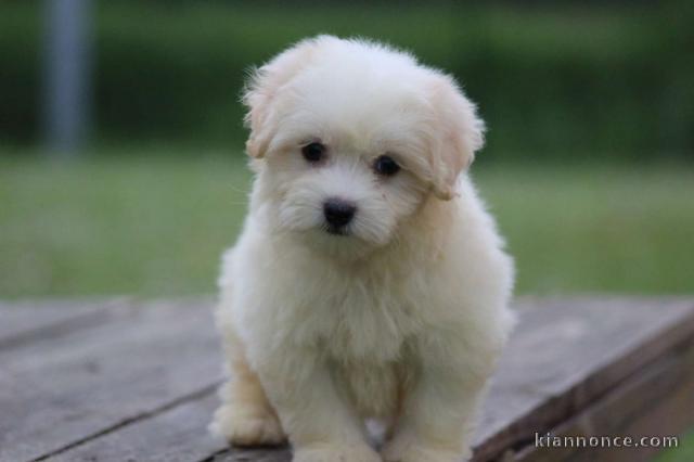 chiot coton de Tuléar adorable 