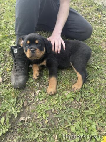 je donne chiot rottweiler disponible 