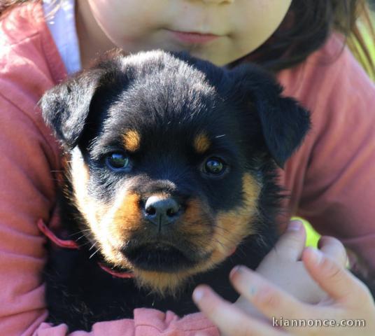 je donne chiot rottweiler 
