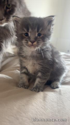 magnifique chaton maine coon disponible 