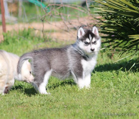 je donne chiot husky sibérien 