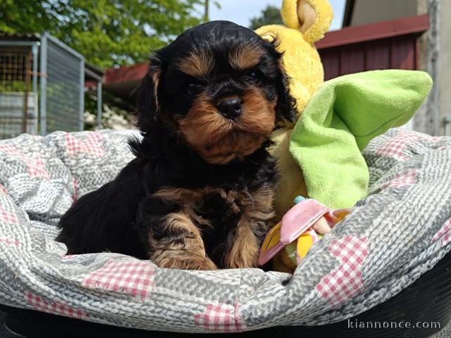 chiot cavalier king charle disponible 