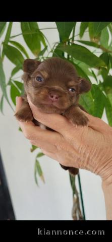 je donne chiot chihuahua femelle 