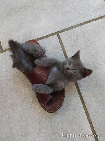 je donne chaton châtreux disponible 