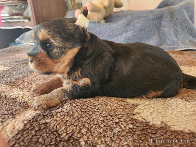 adorable chiot Yorkshire terrier 