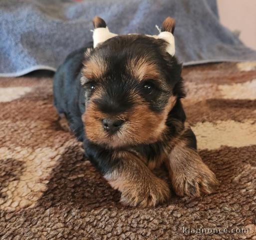 chiot Yorkshire terrier pour saillie 