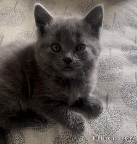 chat châtreux disponible pour adoption 