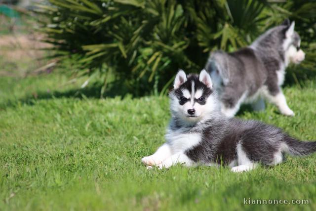 je donne chiot husky sibérien disponible 