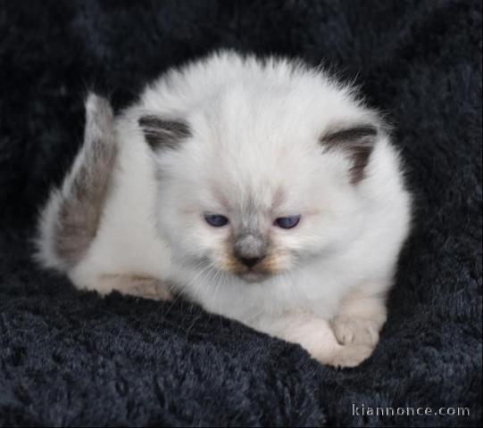magnifique chaton ragdoll à donner 