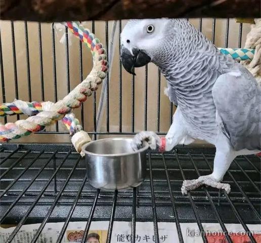je donne perroquet gris du Gabon mâle 