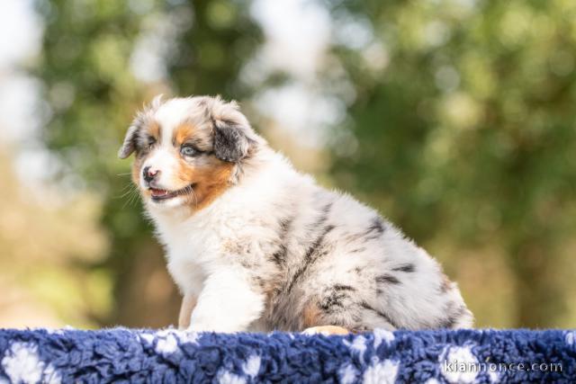 chiot berger australien disponible pour adoption 