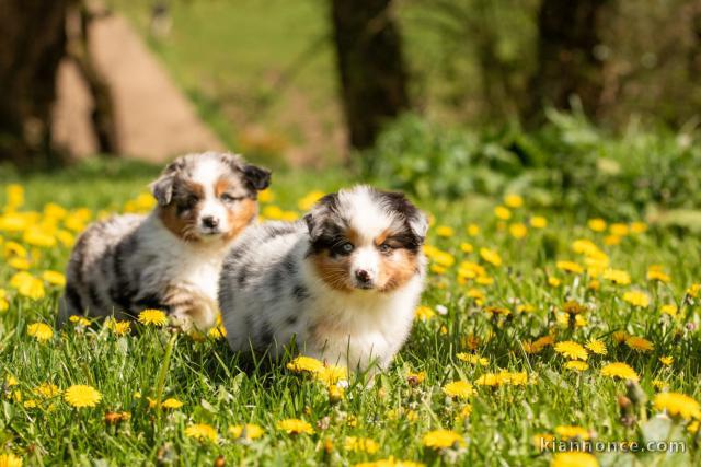 chiot berger australien disponible 