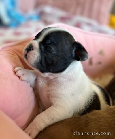 chiot bouledogue français à céder 