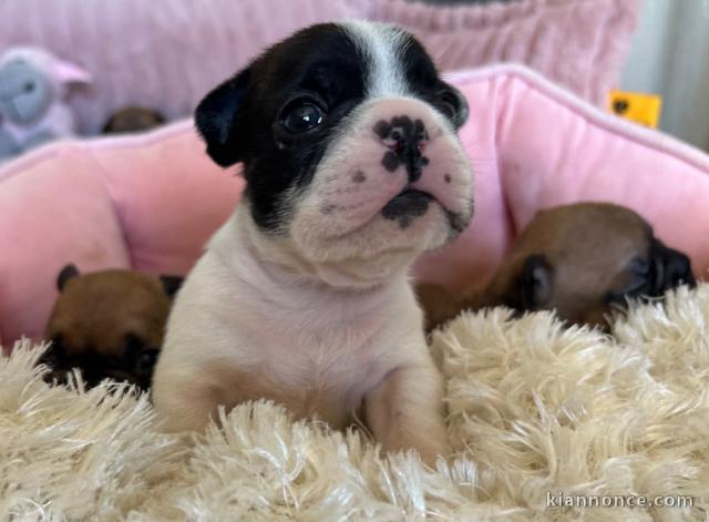 je donne chiot bouledogue français 