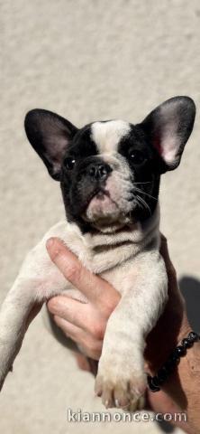 chiot bouledogue français disponible 