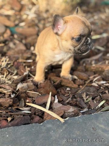 magnifique chiot bouledogue français à donner 