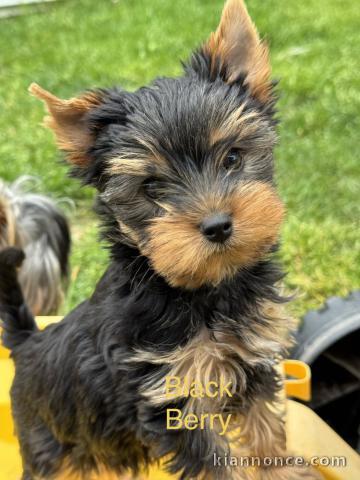 je donne chiot Yorkshire terrier à adopter 