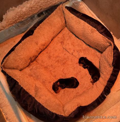 magnifique chiot Yorkshire terrier 