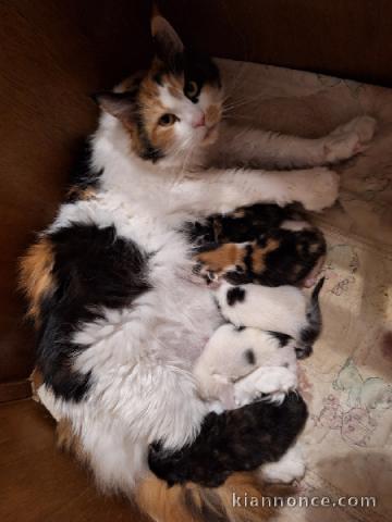 magnifique chaton maine coon disponible 