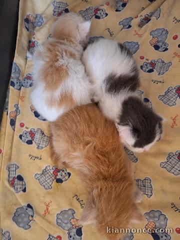magnifique chaton maine coon disponible 