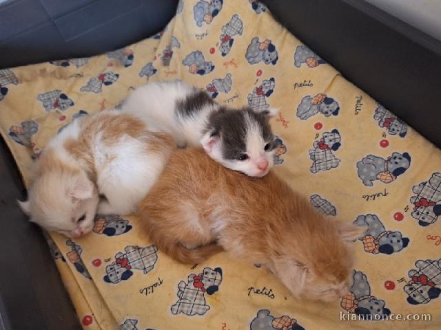 magnifique chaton maine coon disponible 