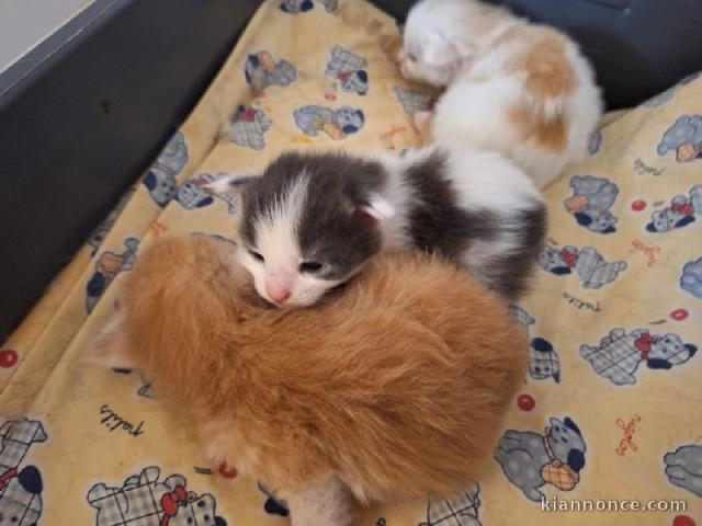 je donne mon chaton maine coon 