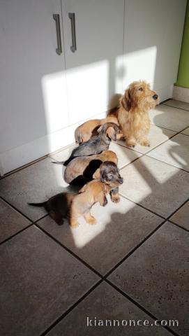 Magnifiques chiots taille nain/kaninchen