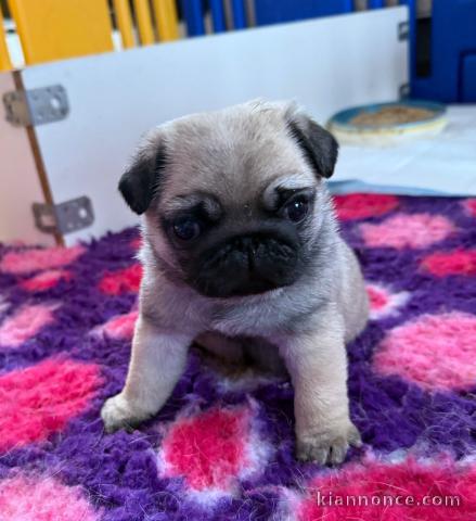 je donne chiot carlin disponible 