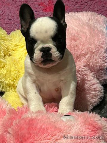 chiot bouledogue français à donner 